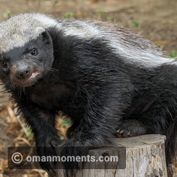 9. Honey Badger
