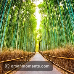 Arashiyama Bamboo Forest